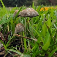 Coprinellus etc. at Acton, ACT - 1 Feb 2019 09:25 AM