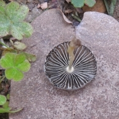 Coprinellus etc. at Acton, ACT - 1 Feb 2019 09:25 AM