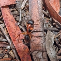 Camponotus nigriceps (Black-headed sugar ant) at Acton, ACT - 1 Feb 2019 by RodDeb