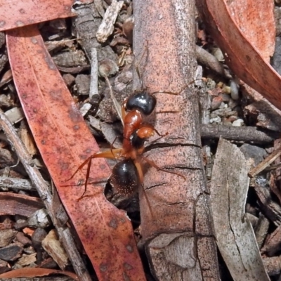 Camponotus nigriceps (Black-headed sugar ant) at Acton, ACT - 1 Feb 2019 by RodDeb