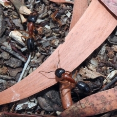 Camponotus nigriceps at Acton, ACT - 1 Feb 2019