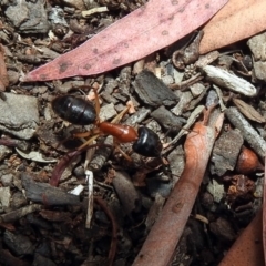 Camponotus nigriceps at Acton, ACT - 1 Feb 2019