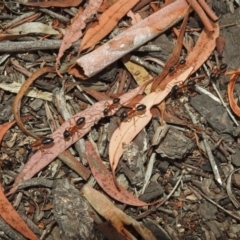 Camponotus nigriceps at Acton, ACT - 1 Feb 2019