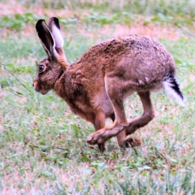 Lepus capensis (Brown Hare) at Paddys River, ACT - 1 Feb 2019 by davobj