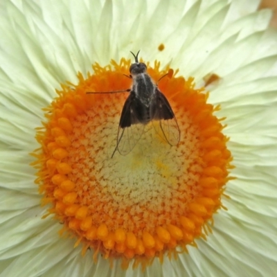 Geron nigralis (Slender bee fly) at ANBG - 31 Jan 2019 by RodDeb