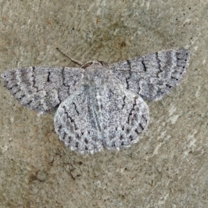 Crypsiphona ocultaria at Acton, ACT - 1 Feb 2019