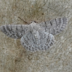 Crypsiphona ocultaria at Acton, ACT - 1 Feb 2019