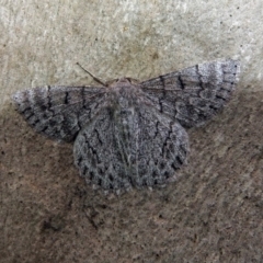 Crypsiphona ocultaria at Acton, ACT - 1 Feb 2019