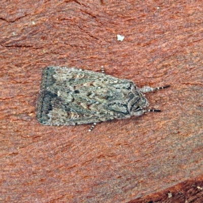 Dasygaster padockina (Tasmanian Cutworm) at Acton, ACT - 1 Feb 2019 by RodDeb