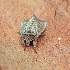 Dasygaster padockina at Acton, ACT - 1 Feb 2019 09:43 AM