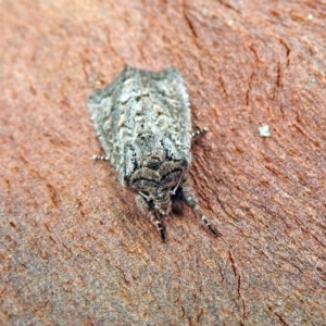 Dasygaster padockina at Acton, ACT - 1 Feb 2019 09:43 AM