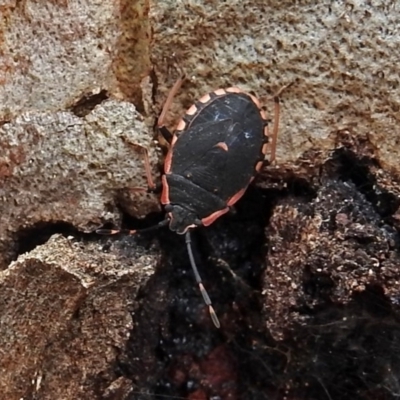 Diemenia rubromarginata (Pink-margined bug) at ANBG - 31 Jan 2019 by RodDeb
