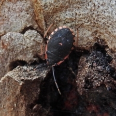 Diemenia rubromarginata at Acton, ACT - 1 Feb 2019 10:38 AM