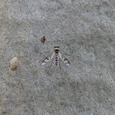 Heteropsilopus sp. (genus) (A long legged fly) at ANBG - 31 Jan 2019 by RodDeb