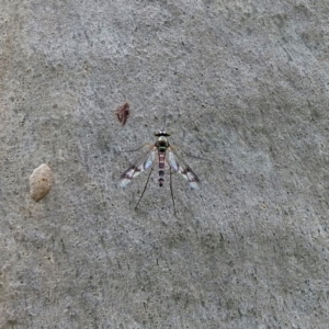 Heteropsilopus sp. (genus) at Acton, ACT - 1 Feb 2019