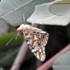 Vanessa kershawi (Australian Painted Lady) at ANBG - 31 Jan 2019 by RodDeb