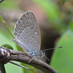 Zizina otis (Common Grass-Blue) at Acton, ACT - 1 Feb 2019 by RodDeb