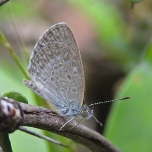 Zizina otis at Acton, ACT - 1 Feb 2019