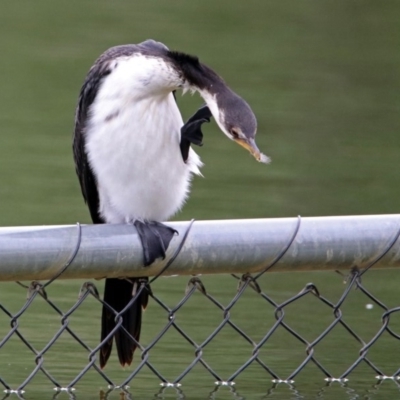 Microcarbo melanoleucos (Little Pied Cormorant) at Lake Burley Griffin West - 1 Feb 2019 by RodDeb