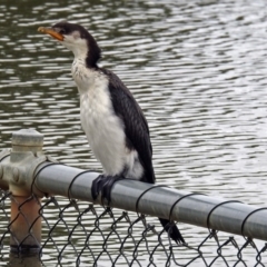 Microcarbo melanoleucos at Acton, ACT - 1 Feb 2019