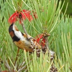 Acanthorhynchus tenuirostris (Eastern Spinebill) at ANBG - 31 Jan 2019 by RodDeb