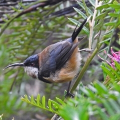 Acanthorhynchus tenuirostris at Hackett, ACT - 1 Feb 2019 10:03 AM