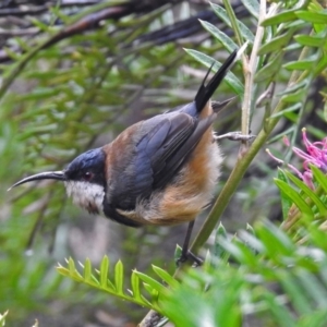 Acanthorhynchus tenuirostris at Hackett, ACT - 1 Feb 2019