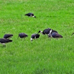 Threskiornis spinicollis (Straw-necked Ibis) at Lake Burley Griffin West - 1 Feb 2019 by RodDeb