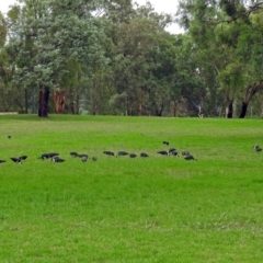 Threskiornis spinicollis at Acton, ACT - 1 Feb 2019