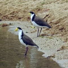 Vanellus miles (Masked Lapwing) at Acton, ACT - 1 Feb 2019 by RodDeb