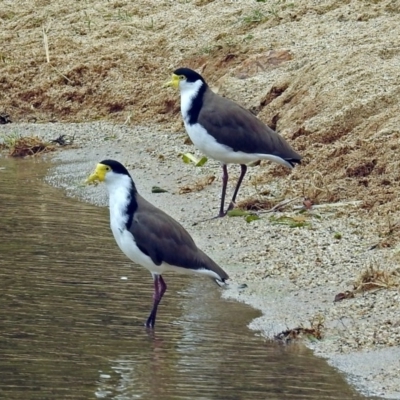 Vanellus miles (Masked Lapwing) at Lake Burley Griffin West - 1 Feb 2019 by RodDeb