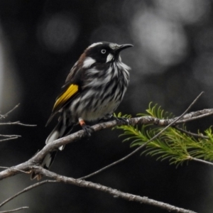 Phylidonyris novaehollandiae at Acton, ACT - 1 Feb 2019