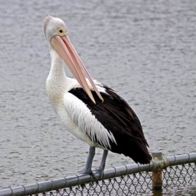 Pelecanus conspicillatus (Australian Pelican) at Lake Burley Griffin West - 1 Feb 2019 by RodDeb