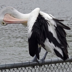 Pelecanus conspicillatus at Acton, ACT - 1 Feb 2019 12:02 PM