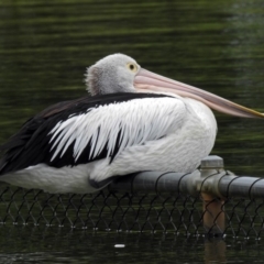 Pelecanus conspicillatus at Acton, ACT - 1 Feb 2019 12:02 PM