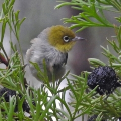 Zosterops lateralis (Silvereye) at Acton, ACT - 31 Jan 2019 by RodDeb