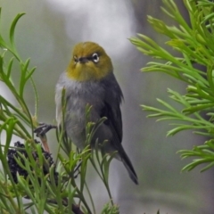 Zosterops lateralis at Acton, ACT - 1 Feb 2019