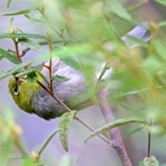 Zosterops lateralis at Acton, ACT - 1 Feb 2019