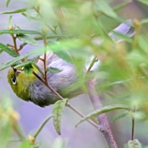 Zosterops lateralis at Acton, ACT - 1 Feb 2019