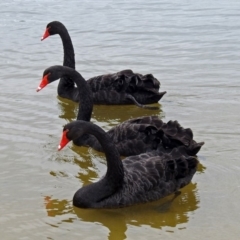 Cygnus atratus (Black Swan) at Lake Burley Griffin West - 1 Feb 2019 by RodDeb