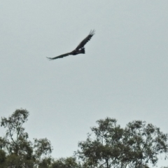 Aquila audax (Wedge-tailed Eagle) at Acton, ACT - 1 Feb 2019 by RodDeb