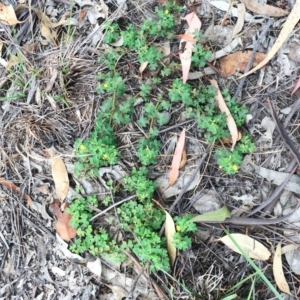 Oxalis sp. at Yarralumla, ACT - 1 Feb 2019