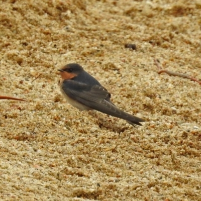 Hirundo neoxena (Welcome Swallow) at Lake Burley Griffin West - 1 Feb 2019 by RodDeb