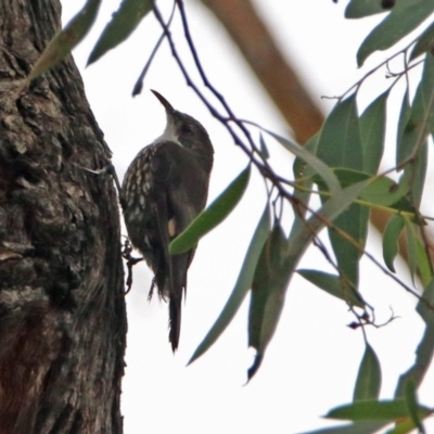 Cormobates leucophaea (White-throated Treecreeper) at ANBG - 31 Jan 2019 by RodDeb