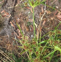 Cyperus eragrostis (Umbrella Sedge) at Yarralumla, ACT - 31 Jan 2019 by ruthkerruish