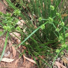 Cyperus eragrostis at Yarralumla, ACT - 1 Feb 2019