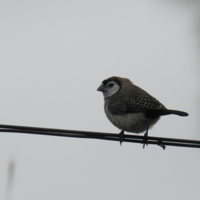 Stizoptera bichenovii (Double-barred Finch) at Tuggeranong DC, ACT - 1 Feb 2019 by HelenCross
