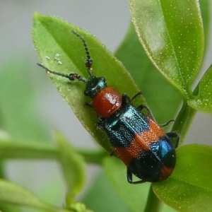 Dicranolaius bellulus at Kambah, ACT - 2 Feb 2019 12:26 PM