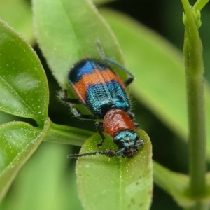 Dicranolaius bellulus at Kambah, ACT - 2 Feb 2019 12:26 PM