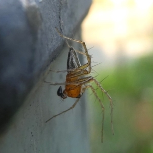 Oxyopes sp. (genus) at Kambah, ACT - 30 Jan 2019 06:57 PM